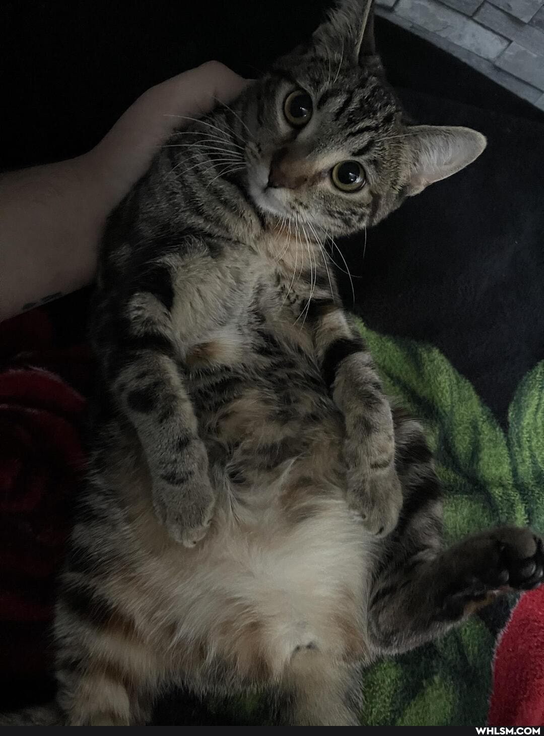 cat, cute_animal, cute_cat