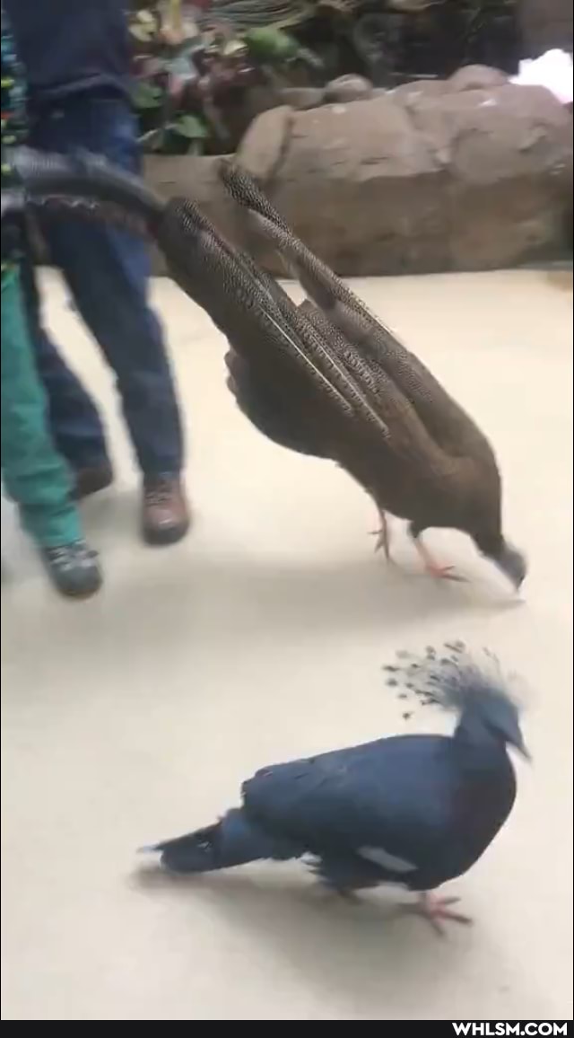 pheasant, birds, courtship