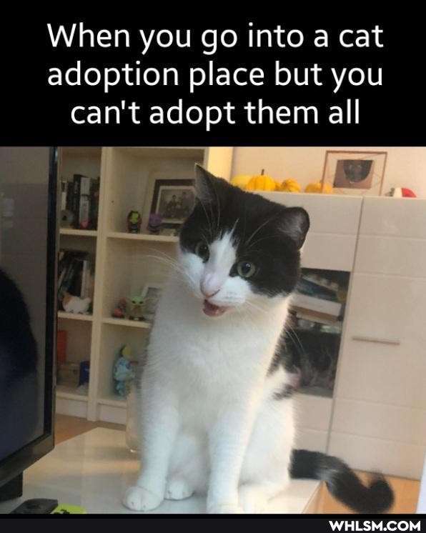 When you go into a cat adoption place but you can't adopt them all