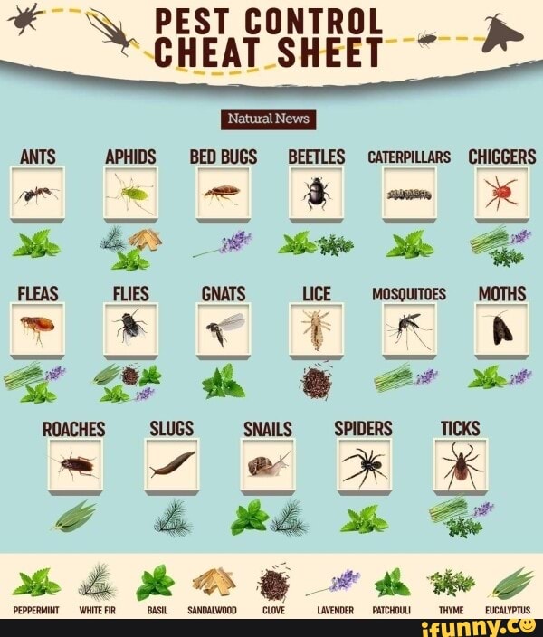 News APHIDS BED BUGS BEETLES CATERPILLARS CHIGGERS ANTS Me _ Ae FLEAS