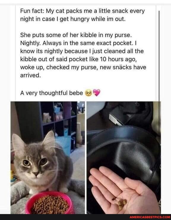Fun fact: My cat packs me a little snack every night in case I get hungry while im out.
She puts some of her kibble in my purse.
Nightly. Always in the same exact pocket. I know its nightly because I just cleaned all the kibble out of said pocket like 10 hours ago, woke up, checked my purse, new snacks have arrived.
A very thoughtful bebe
