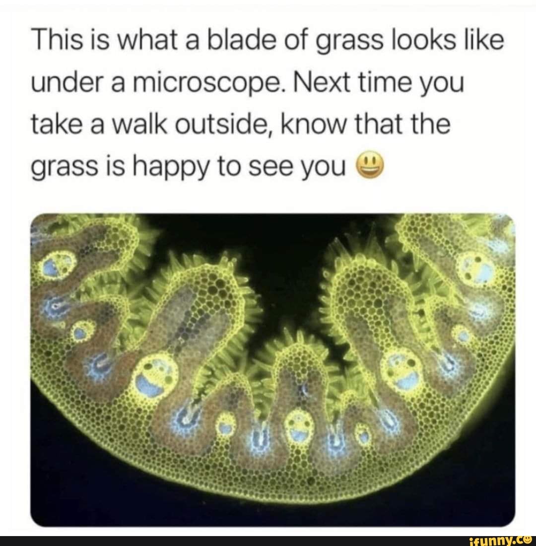 This is what a blade of grass looks like under a microscope. Next time