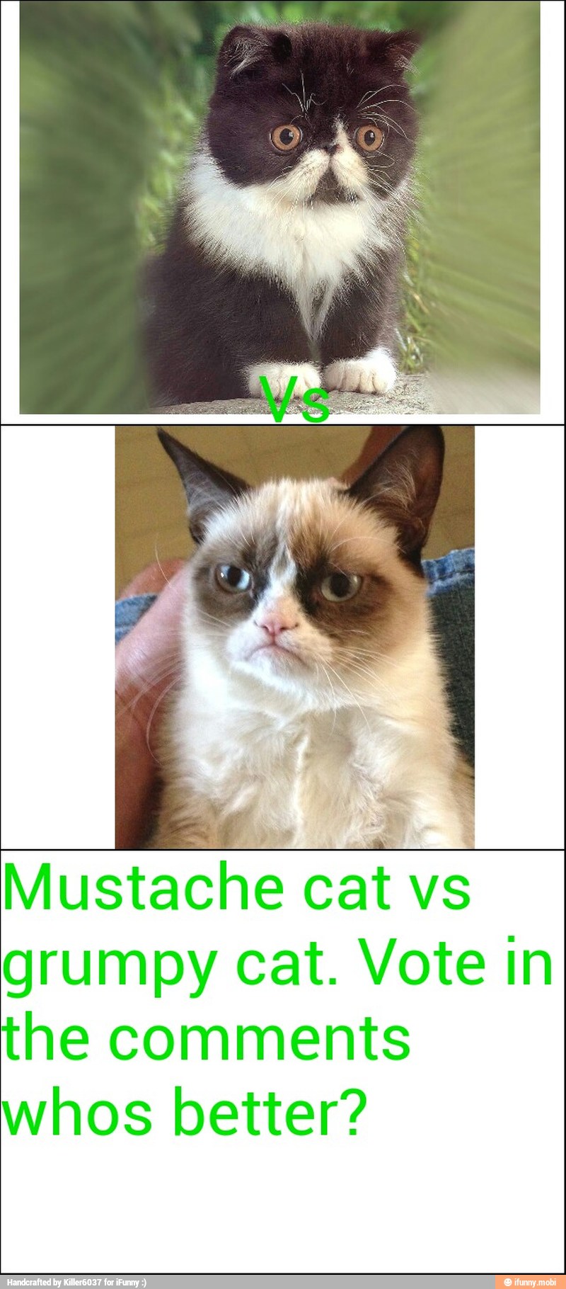 Mustache cat vs
grumpy cat. Vote in
the comments
whos better?