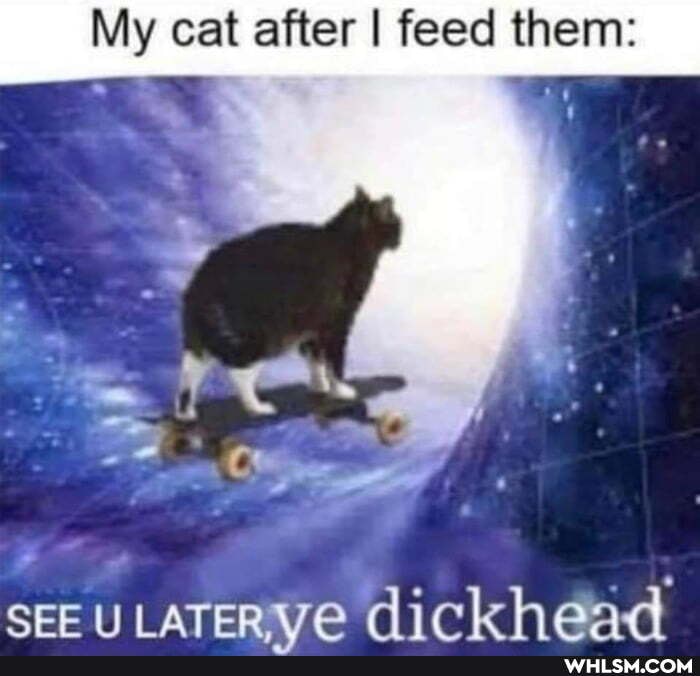 My cat after I feed them:
UL dickhead