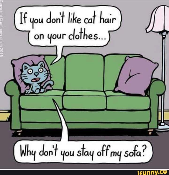 If you dont like cat hair on your clothes. Why dont you slay off sofa ...