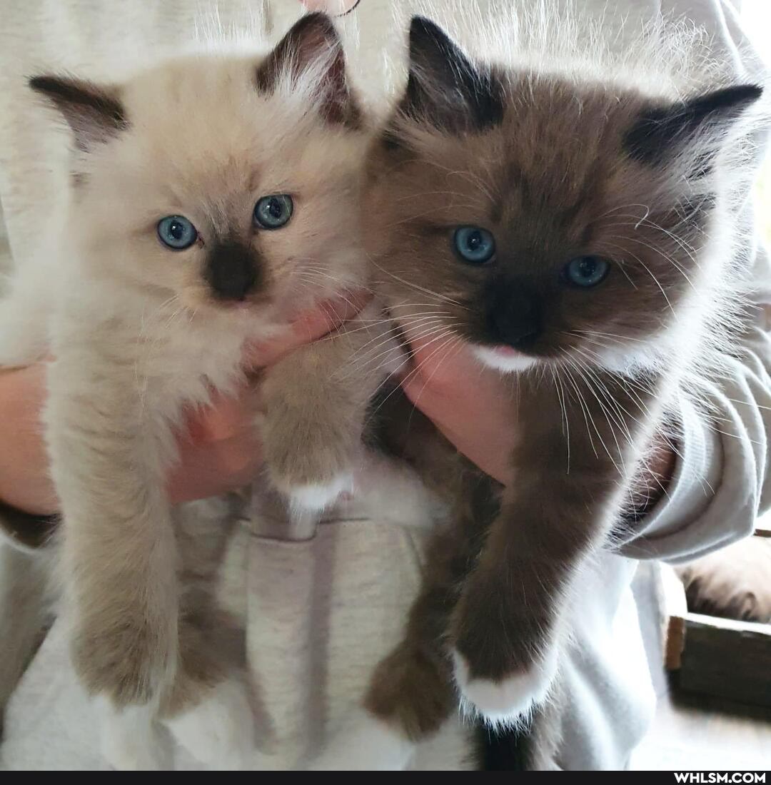 cat, kitten, cute_animal
