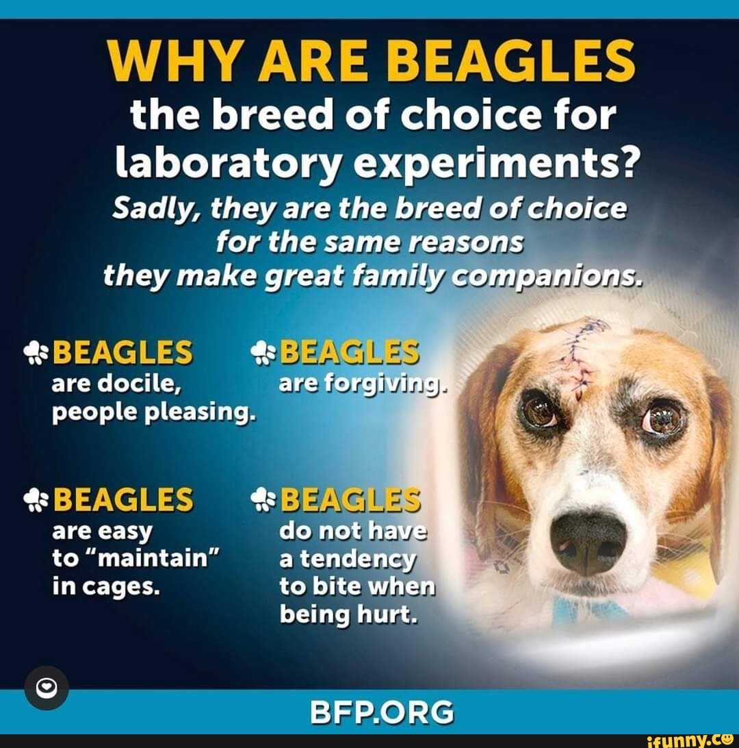 WHY ARE BEAGLES the breed of choice for laboratory experiments? Sadly ...