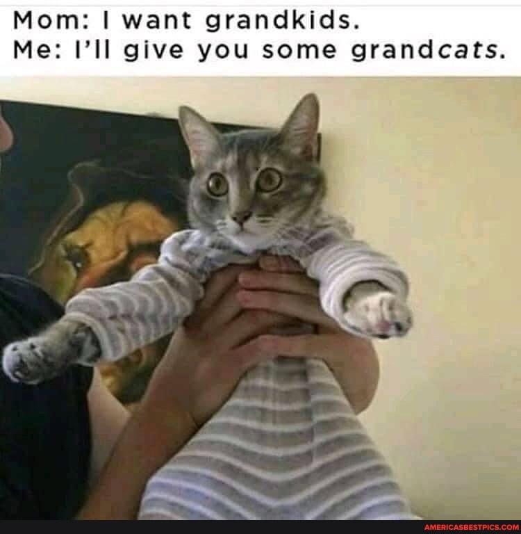 Mom: I want grandkids.
Me: I'll give you some grandcats: