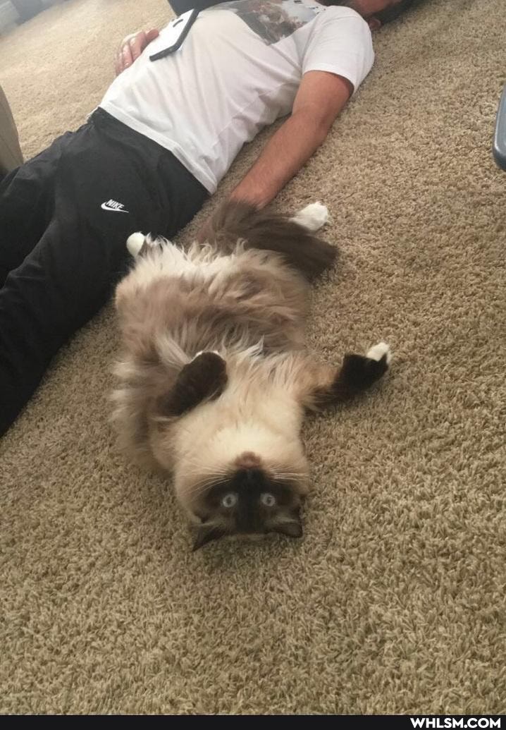 help_me_imgur, funny, cat