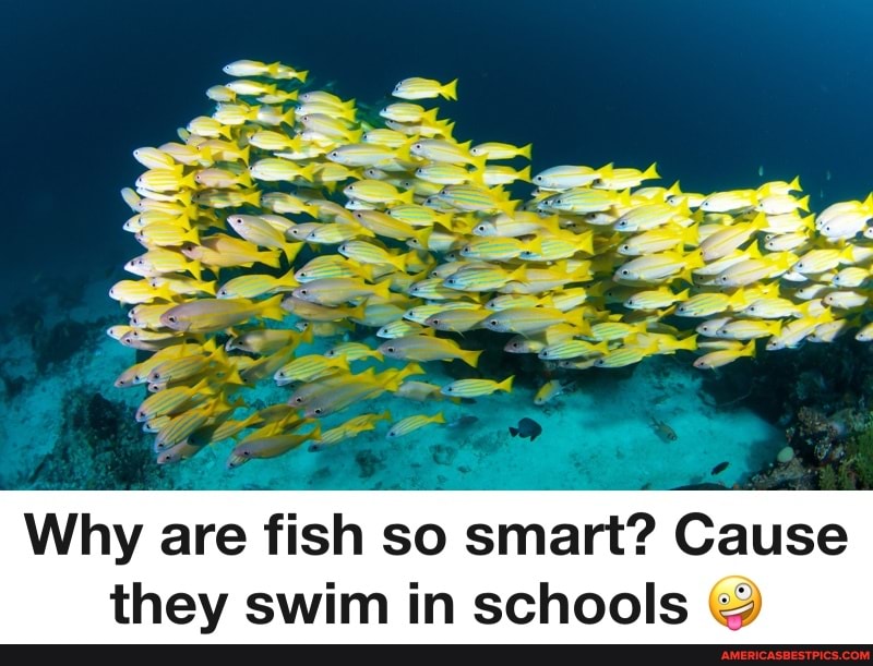 Why are fish so smart? Cause they swim in schools America’s best pics