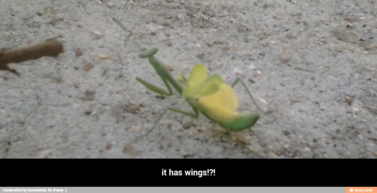 it has wings!?!