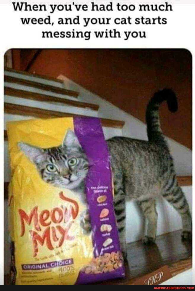 When you've had too much weed, and your cat starts messing with you