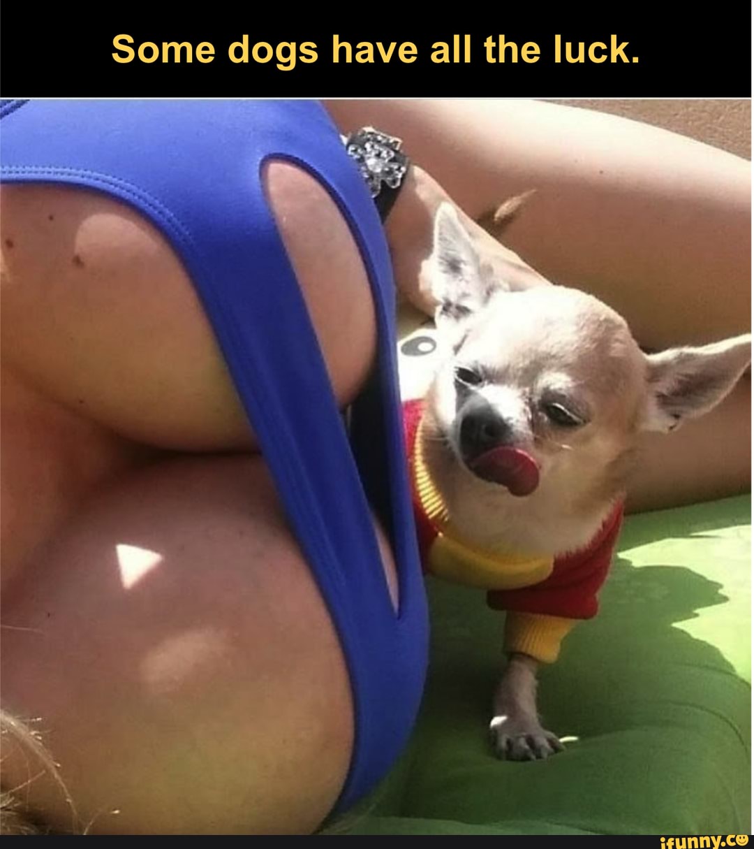 Some dogs have all the luck.