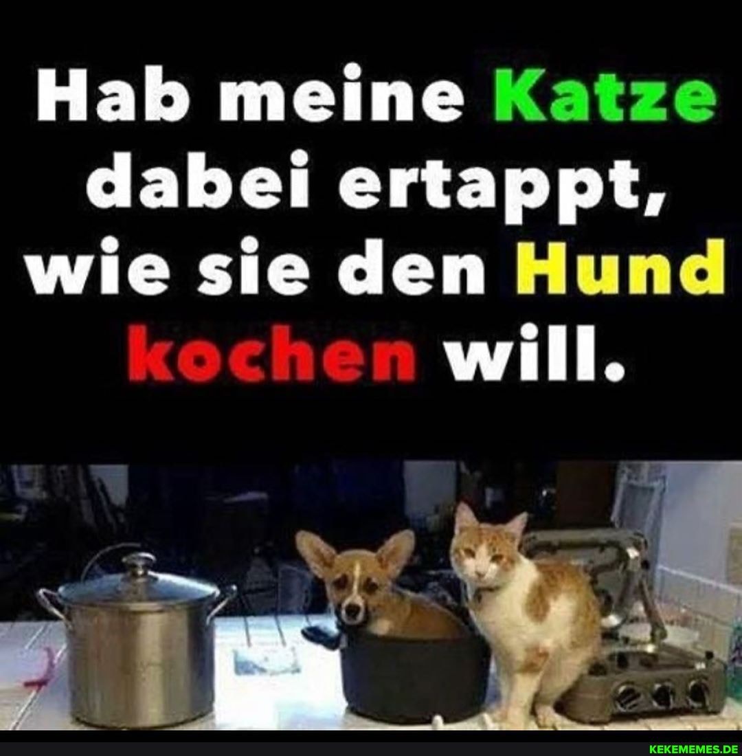 Hab meine Katze dabei ertappt, wie sie den Hund
will.