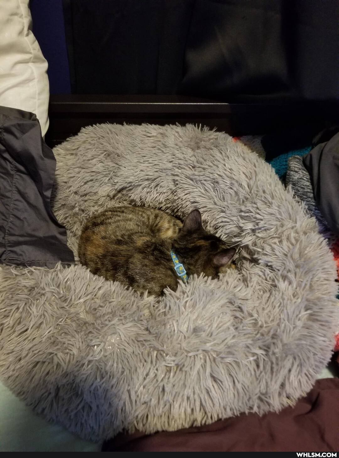 cat, aww, kitten