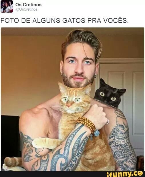 FOTO DE ALGUNS GATOS PRA VOCES.