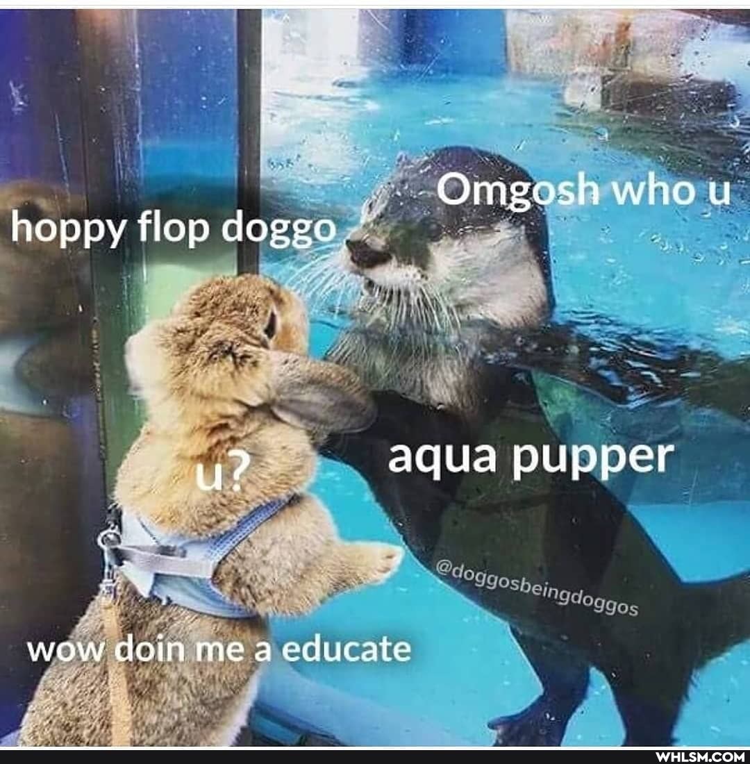 Omeosh who u hoppy flop doggo
wow doin me a ate
