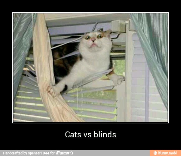 Cats vs blinds - Cats vs blinds
