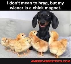 don't mean to brag, but my wiener is a chick magnet.