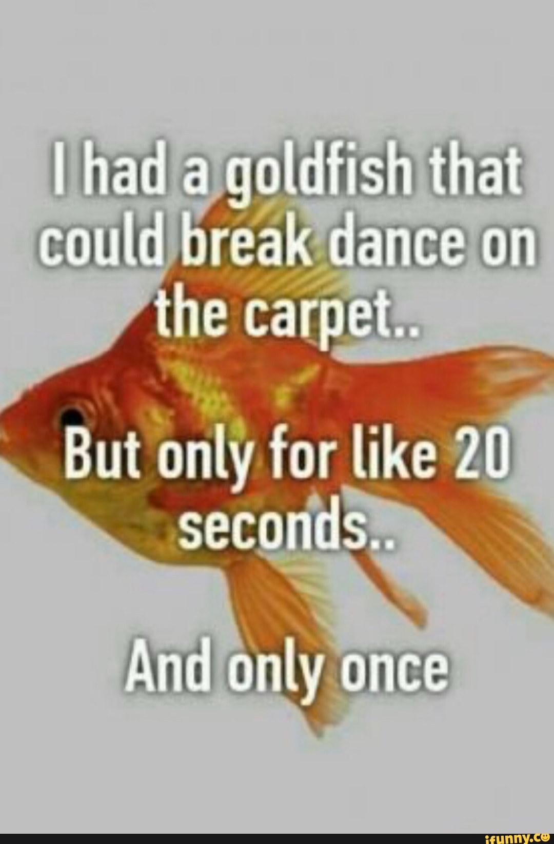 Funny Goldfish Meme