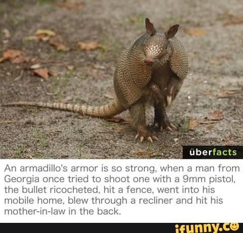 uberíncts
An armadillo's armor is so strong. when a man from
Georgia once tried to shoot one with a 9mm pwstol.
the bullet ricocheted. hit & fence. went into his
mobile home,b1ew through a rechner and hit his
mother-in-‘aw in the back.