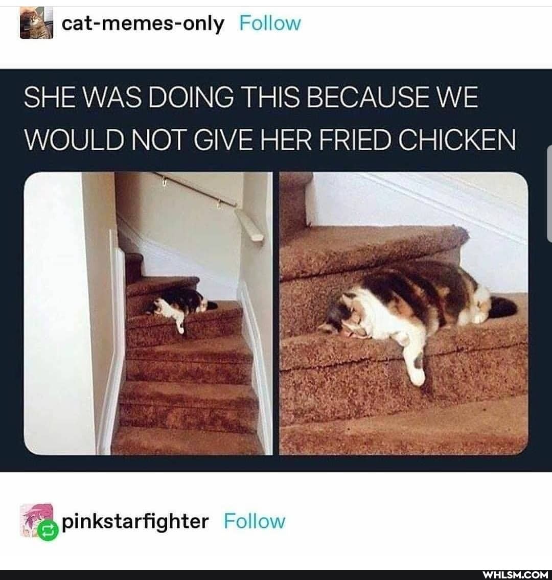cat-memes-only Follow
SHE WAS DOING THIS BECAUSE WE WOULD NOT GIVE HER FRIED CHICKEN
Follow
