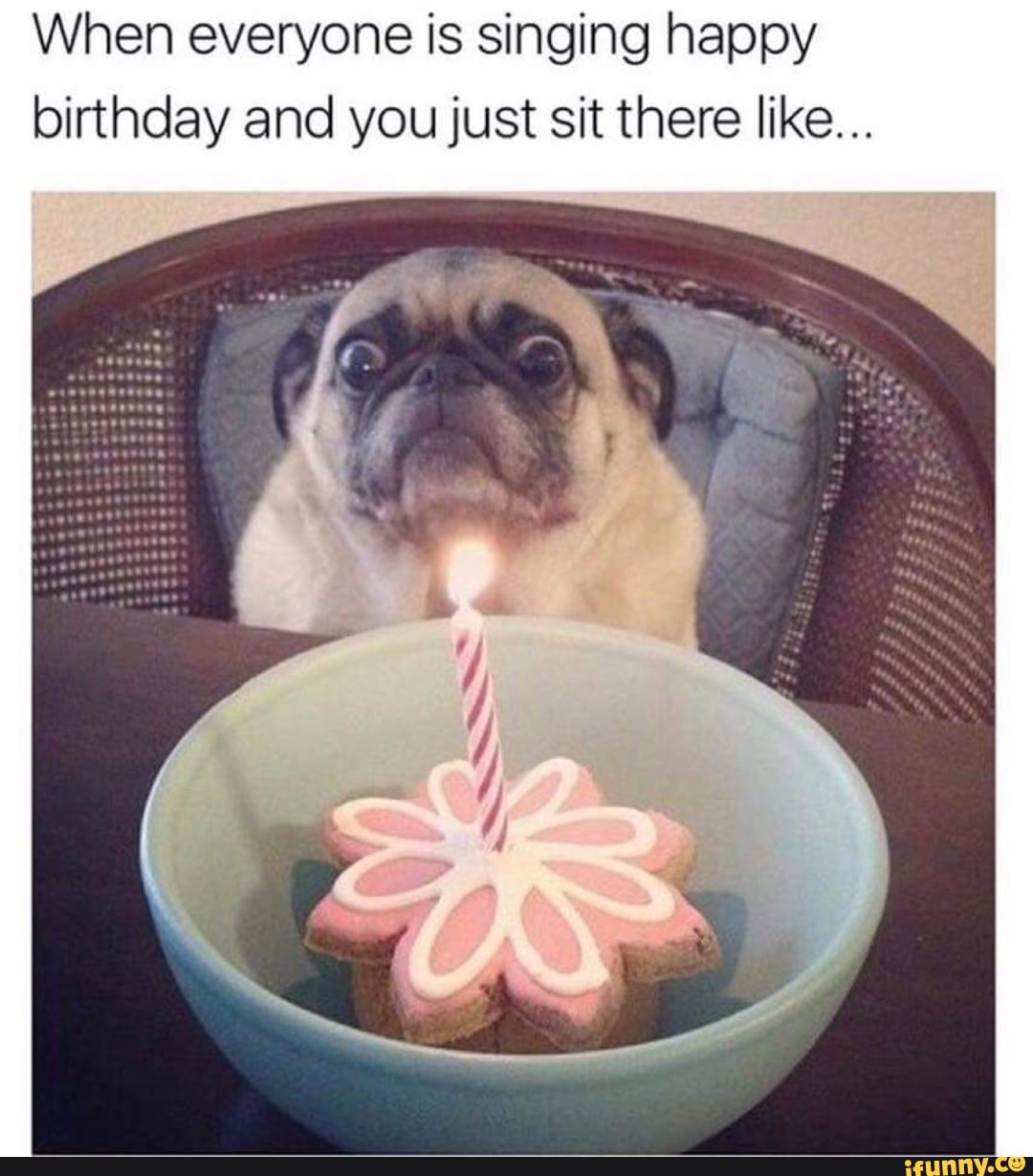 pug singing happy birthday