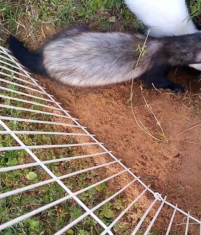 HAHaha... These are the 3 ferrets we have...they dug a hole so deep it