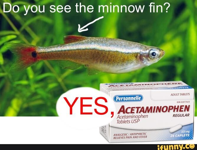 Do you see the minnow fin? , ACETAMINOPHEN Acetaminophen REGULAR