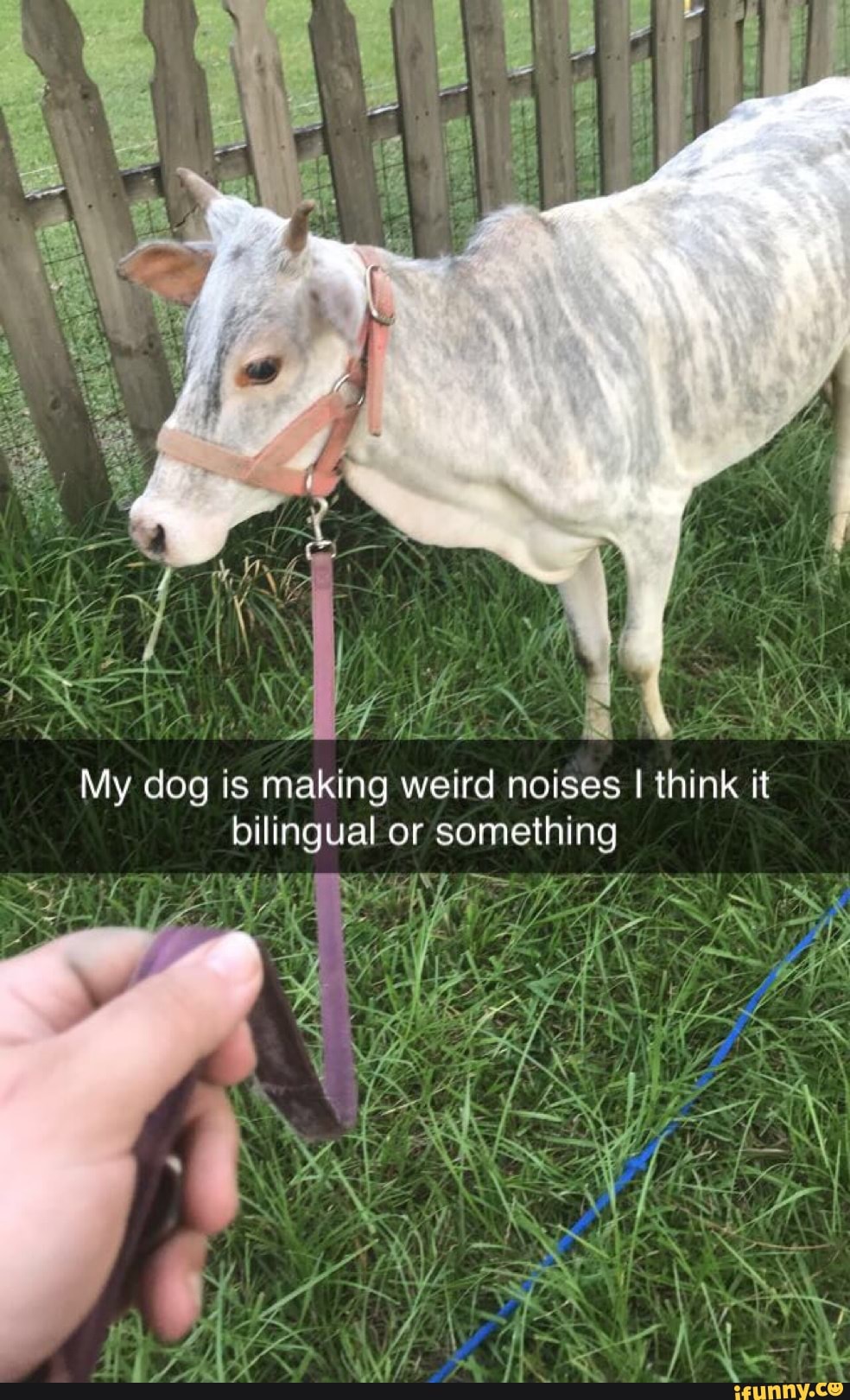 Why Is My Dog Making Weird Noises