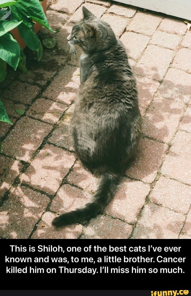 This is Shiloh, one of the best cats I've ever known and was, to me, a little brother. Cancer killed him on Thursday. I'll miss him so much. - This is Shiloh, one of the best cats I’ve ever known and was, to me, a little brother. Cancer killed him on Thursday. I’ll miss him so much.