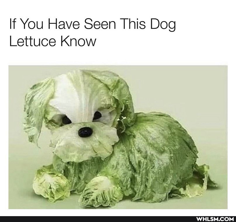 If You Have Seen This Dog
Lettuce Know