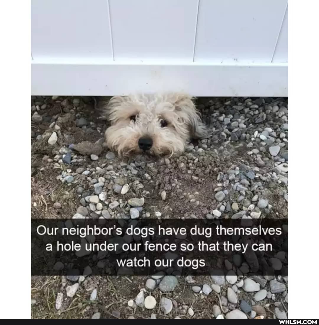Our neighbor's dogs have dug themselves a hole under our fence so that they can watch our dogs