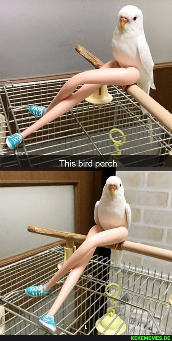 This bird perch