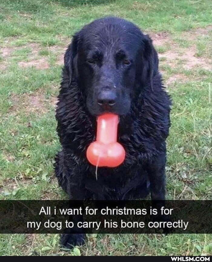 All i want for christmas is for my dog to carry his bone correctly