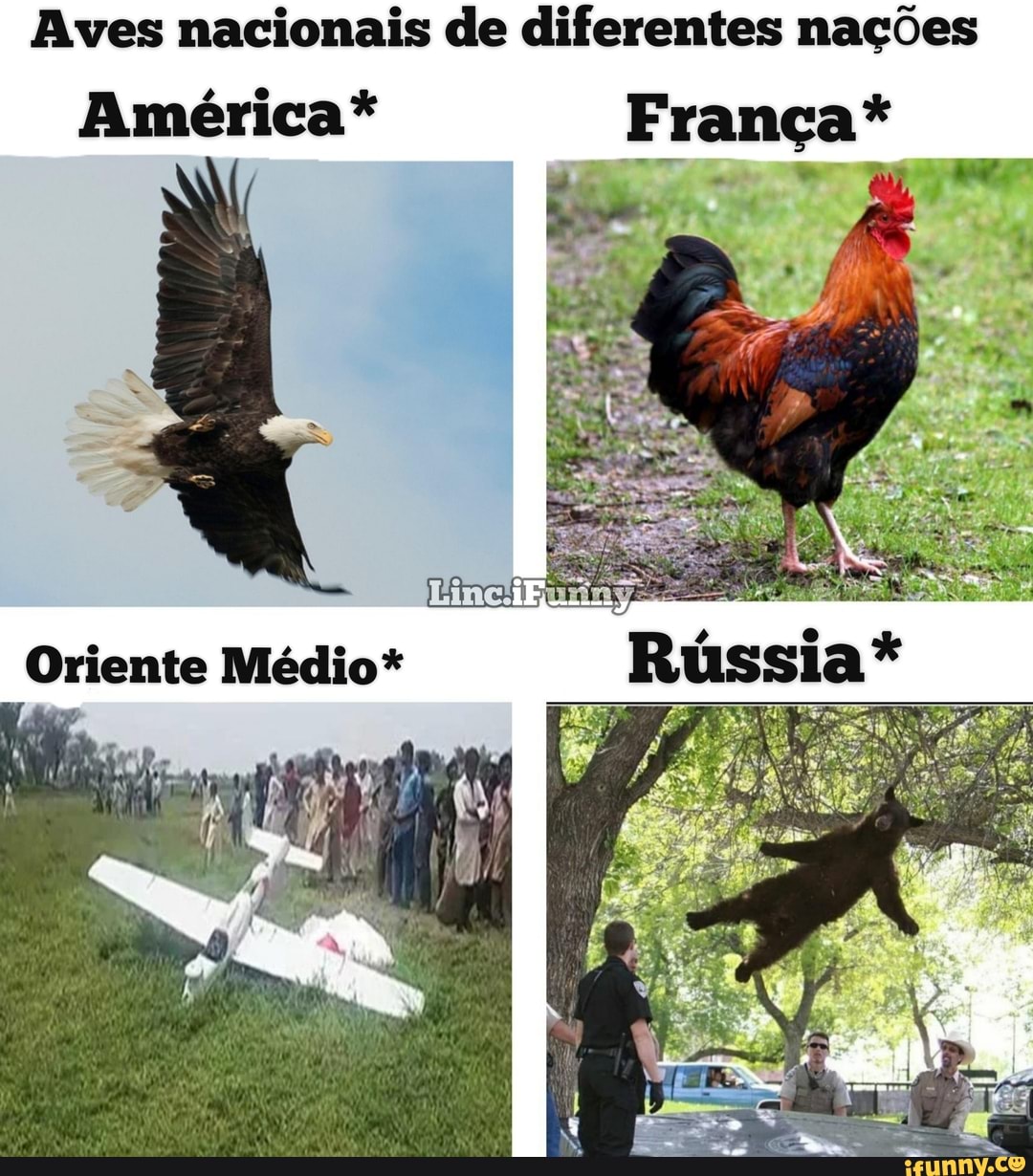Aves nacionais de diferentes nações
América*