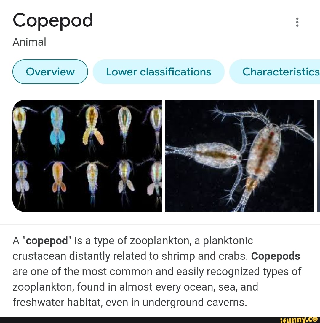 Copepod Animal Overview Lower classifications Characteristics A "copepod' is a type of