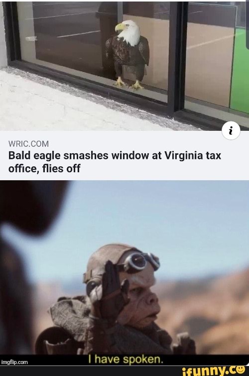 WRIC.COM
Bald eagle smashes window at Virginia tax
office, flies off