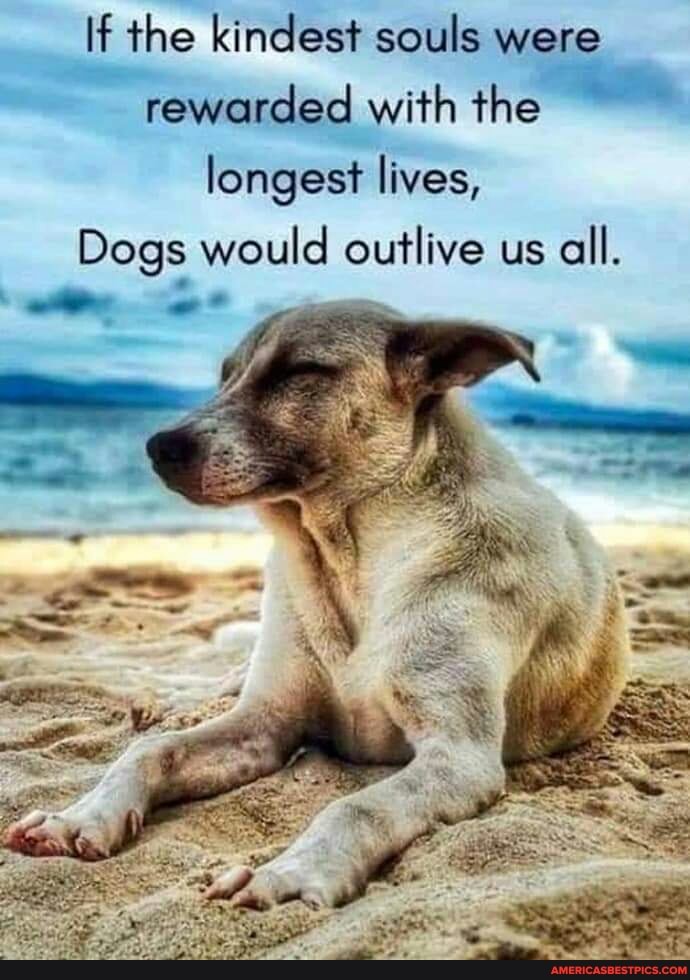 If the kindest souls were rewarded with the longest lives,
Dogs would outlive us all.