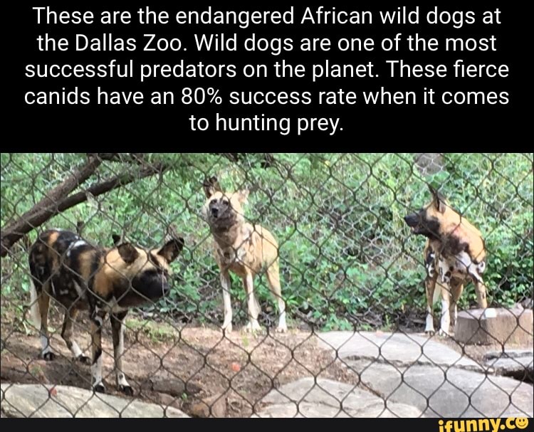 Painteddog memes. Best Collection of funny Painteddog pictures on iFunny