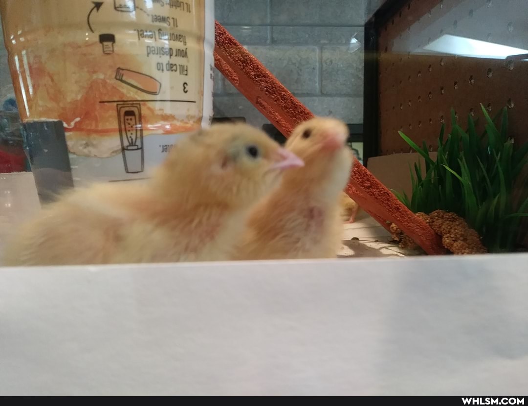 aww, baby_animals, cute_animal, quail, baby_quail