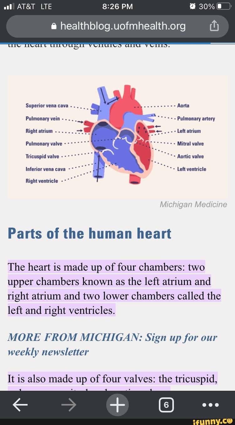 All LTE PM 30 Superior vena cava y Pulmonary vein Pulmonary artery