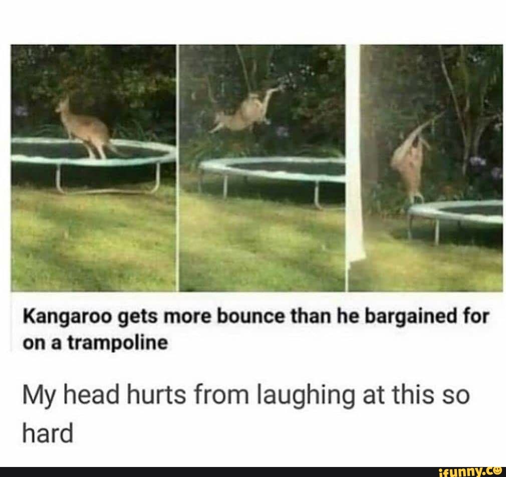 Kangaroo gets more bounce than he bargained for on a trampoline My head