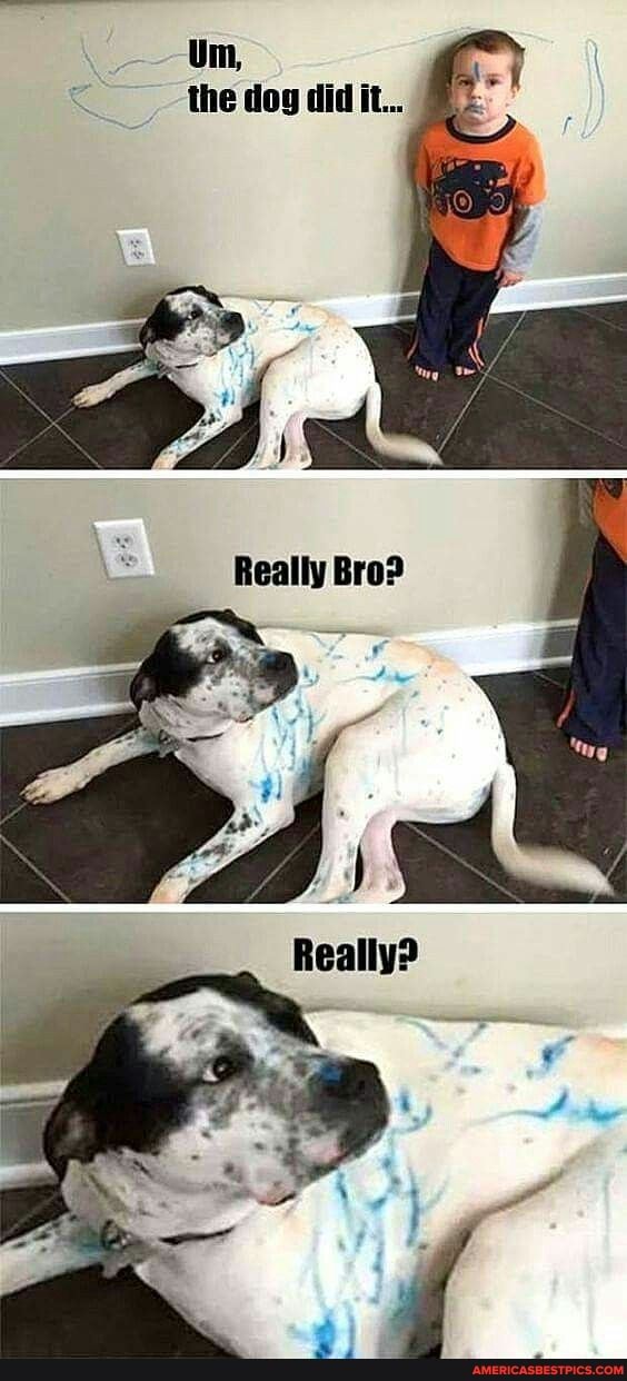 Um, the dog did It...