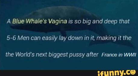 Blue Whale Vagina