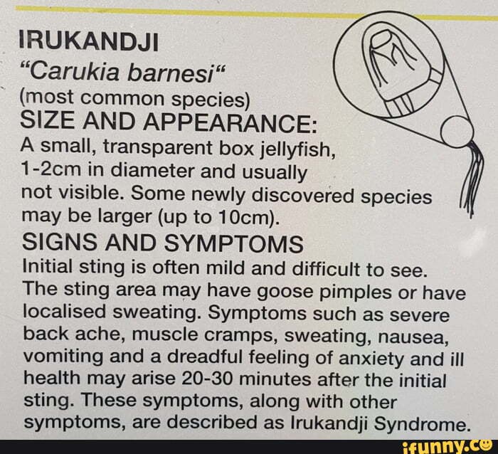 Carukia memes. Best Collection of funny Carukia pictures on iFunny