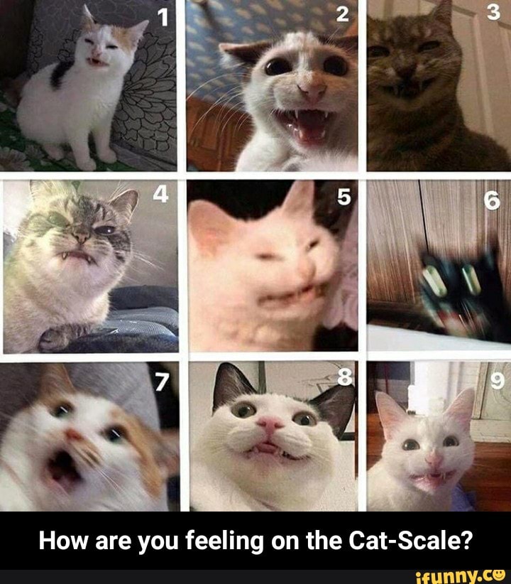 How Are You Feeling On The Cat Scale How Are You Feeling On The Cat Scale Ifunny
