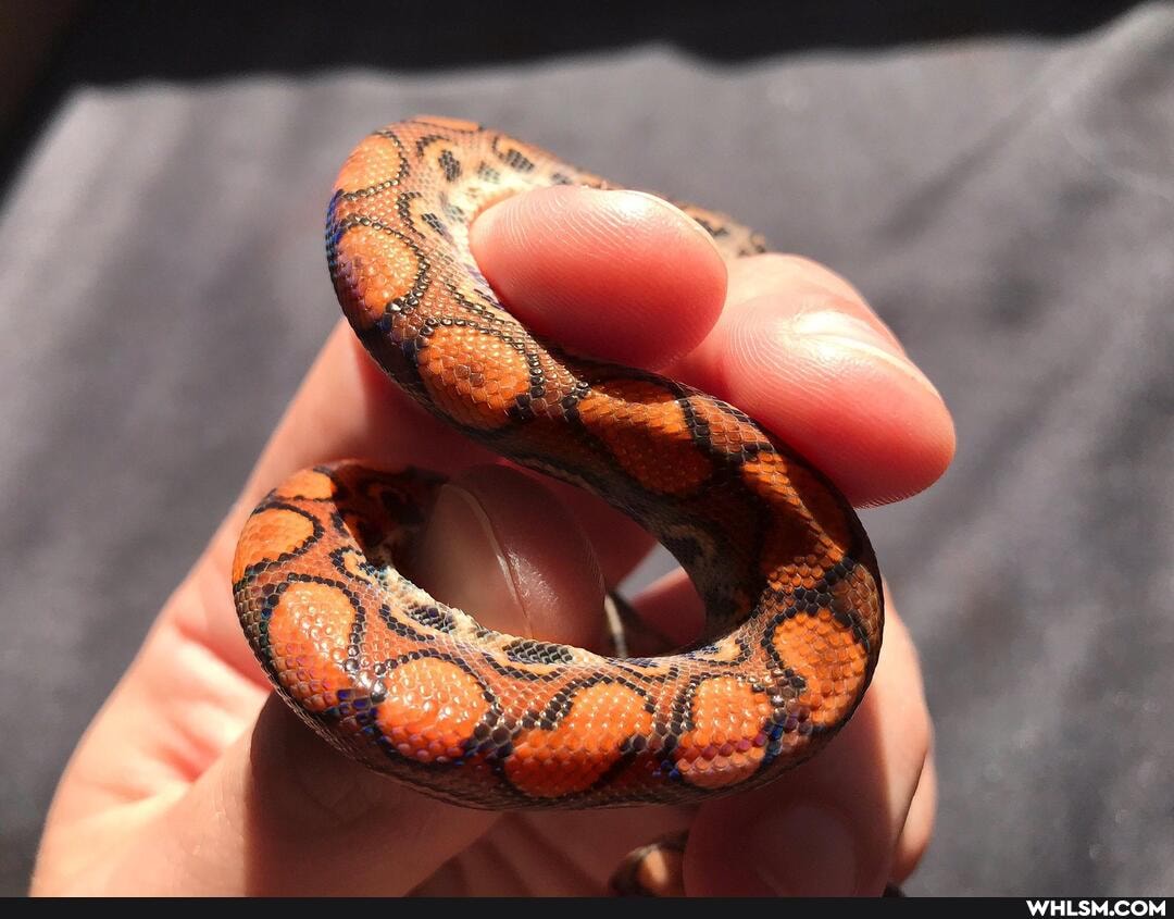 pets, snake, reptile, rainbowboa