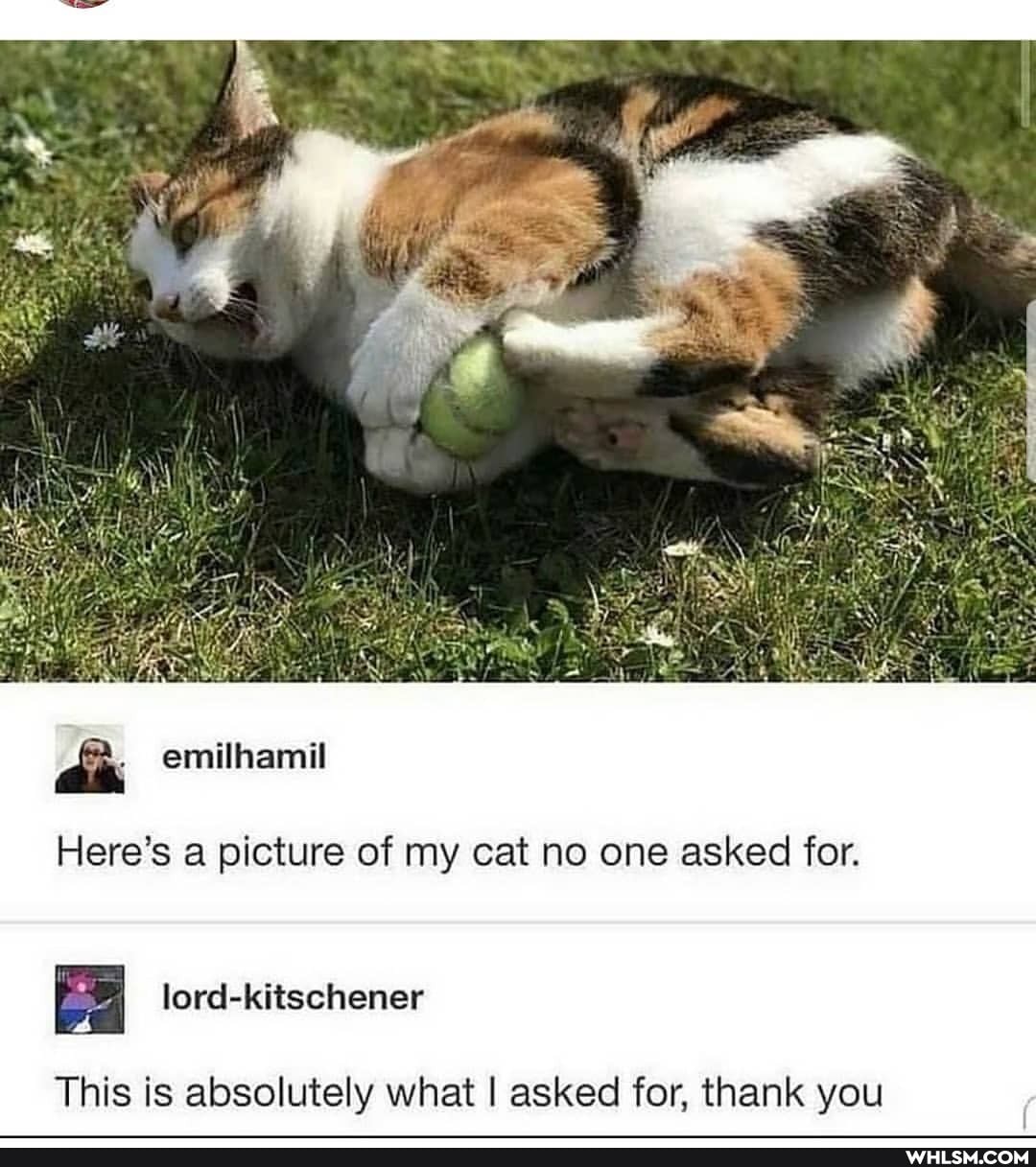 Here's a picture of my cat no one asked for.
lord-kitschener
This is absolutely what I asked for, thank you