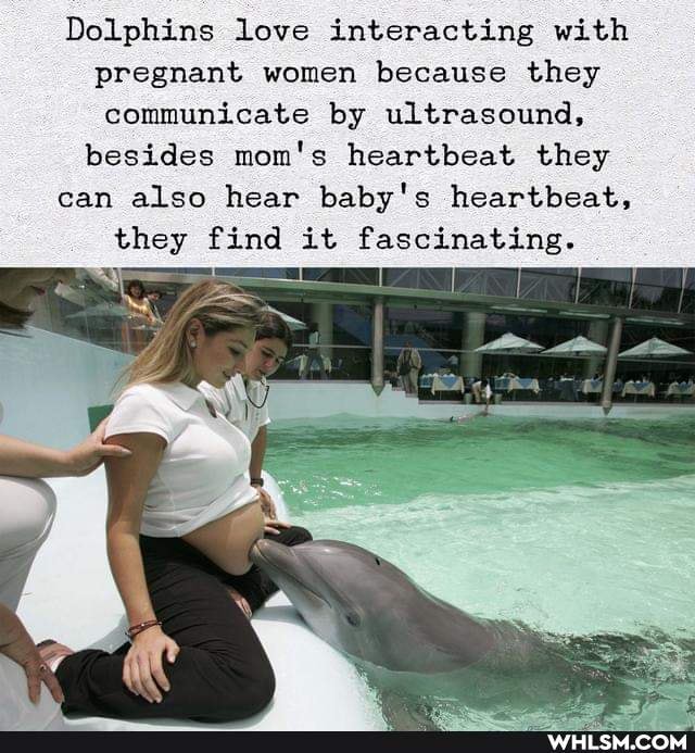 Dolphins love interacting with pregnant women because they communicate by ultrasound, besides mom's heartbeat they
can also hear baby's heartbeat,
they find it fascinating.
